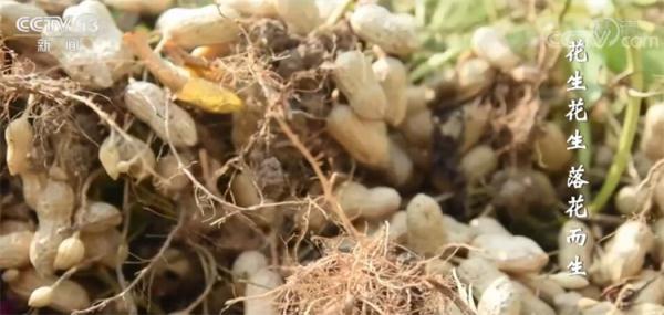 丰收节里话丰收｜白露谷 寒露豆 玉米收在秋分后