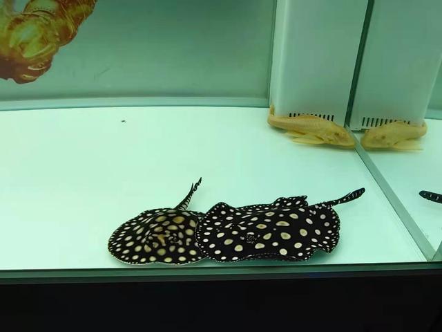 观赏鱼养大了就吃、病了就扔，更离谱的，还有杀鸡取卵的养鱼模式