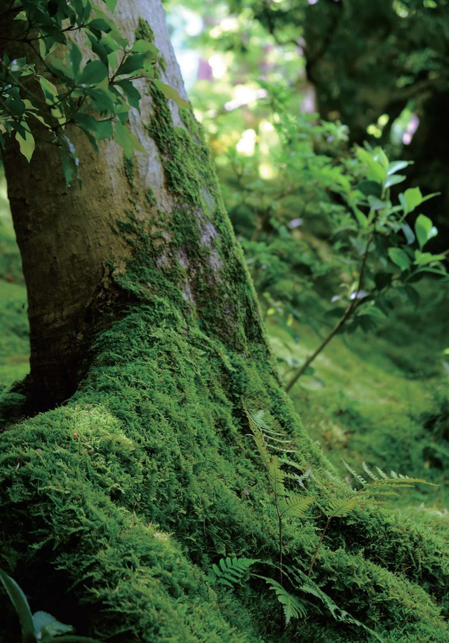 日本的侘寂是什么？弄明白后才发现，以前是真没看懂日本