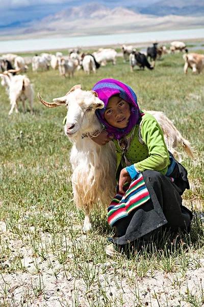 「每日黄诗」《牧羊女》