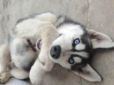 狗狗不同睡姿代表不同情绪，这5种睡姿，你知道是什么意思吗？