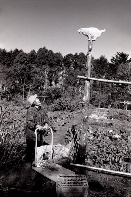这只日本最有爱的“婆婆猫”，去了天国