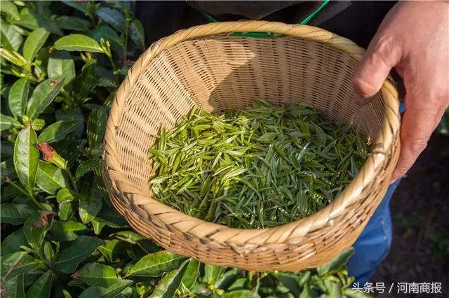 信阳明前毛尖真相调查：成本每斤500元！你买的很便宜？假的！