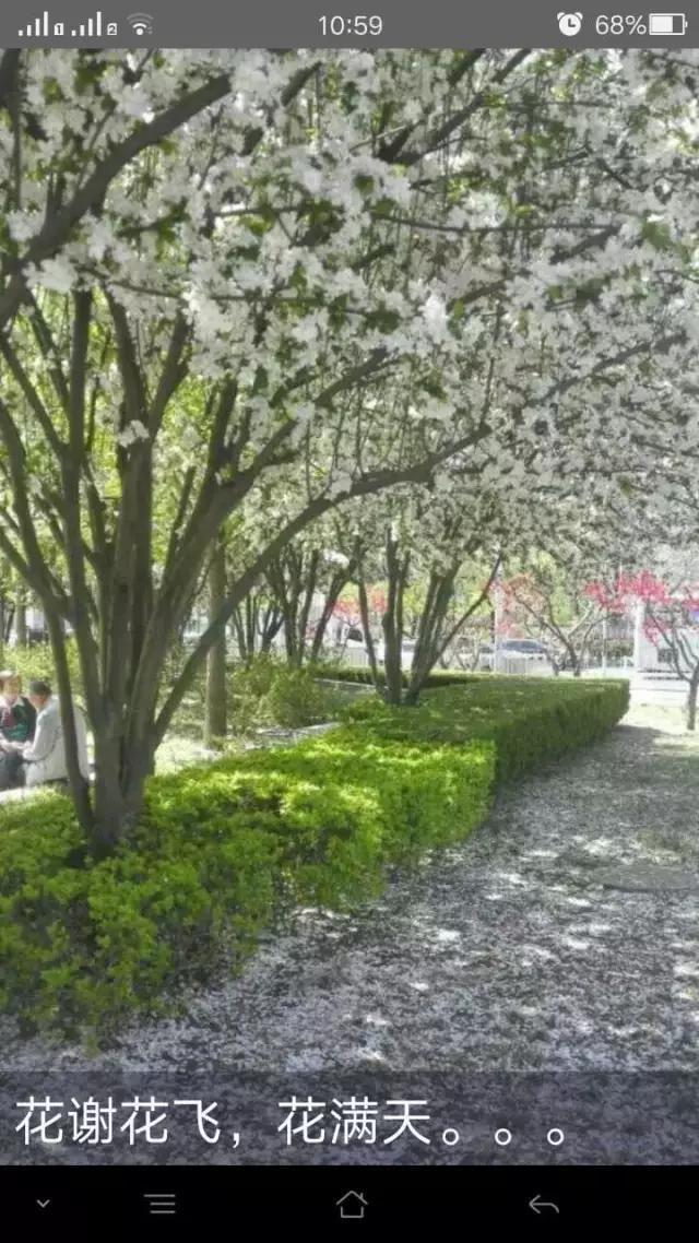 花谢花飞，花满天