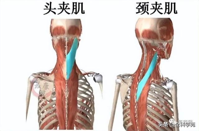 枕大神经体表定位 & 枕大神经痛的预防