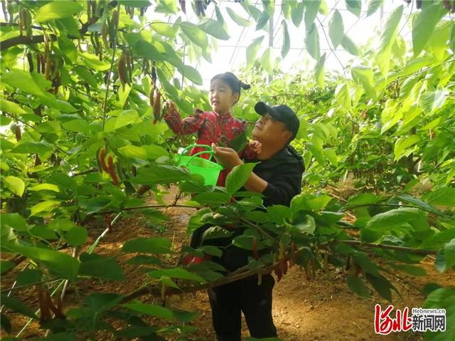 河北涞水:春暖棚绿果桑甜