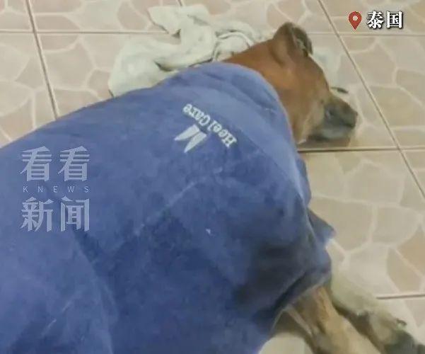 75岁老人病逝，狗狗葬礼现场流泪，躺在棺材旁随主人一同离世