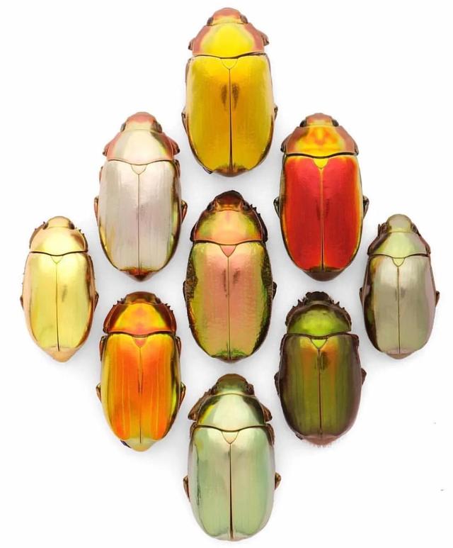 那些珠光宝气的金银色甲虫们