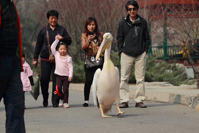 喜欢和美女合影的粉红色大鸟