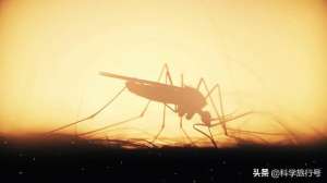 蚊子怎么吸血(蚊子吸血过程到底有多恐怖，超出你的想象)