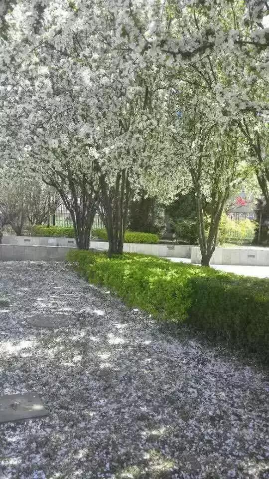 花谢花飞，花满天