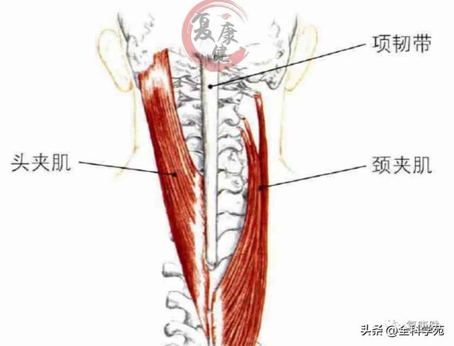 枕大神经体表定位 & 枕大神经痛的预防