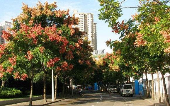 五颜六色的最美季节来啦！申城秋季赏景指南