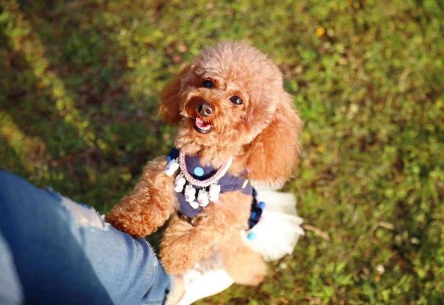 狗狗不同睡姿代表不同情绪，这5种睡姿，你知道是什么意思吗？