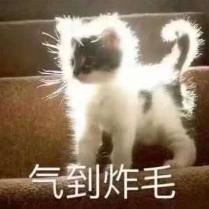 炸毛表情包(沙雕猫猫表情包：气到炸毛)