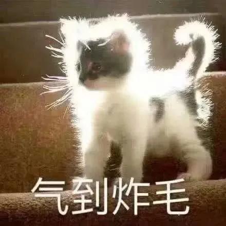 沙雕猫猫表情包：气到炸毛