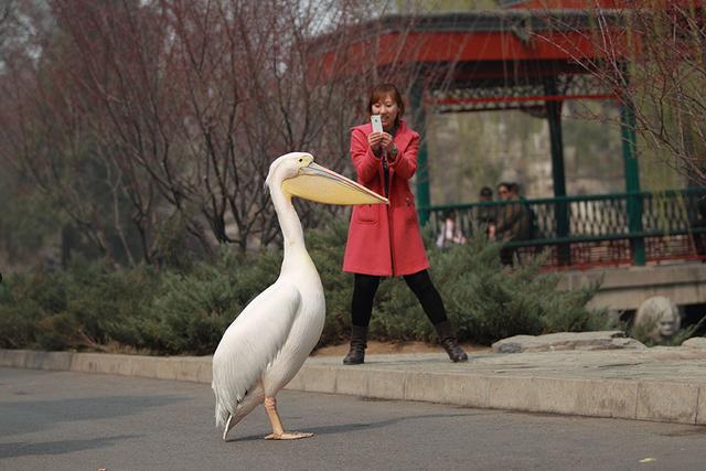 喜欢和美女合影的粉红色大鸟