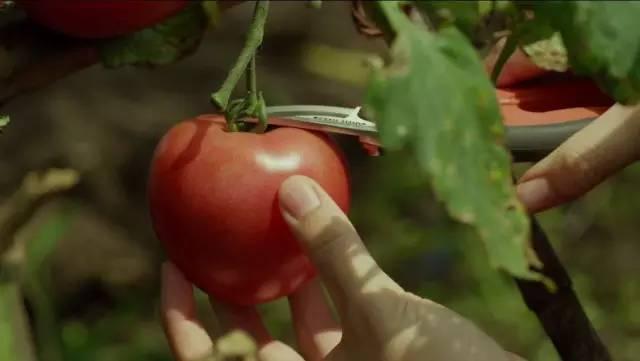 如果我赖在厨房不肯走,全怪这5部美食电影