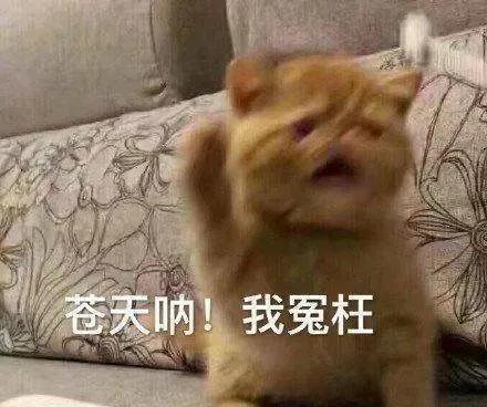 沙雕猫猫表情包：气到炸毛