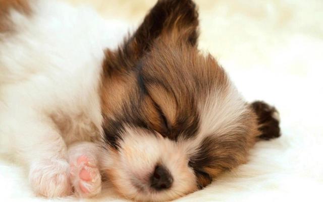 狗狗不同睡姿代表不同情绪，这5种睡姿，你知道是什么意思吗？