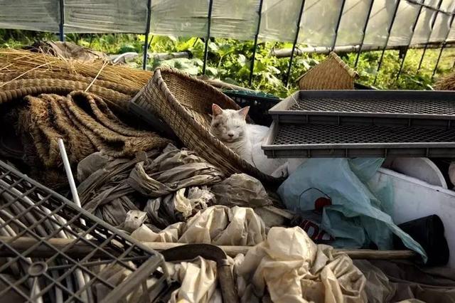 这只日本最有爱的“婆婆猫”，去了天国