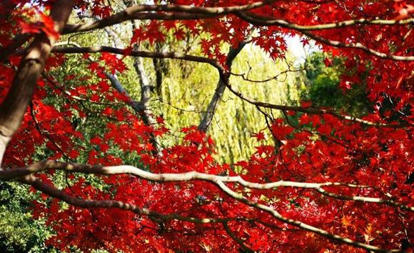 五颜六色的最美季节来啦！申城秋季赏景指南