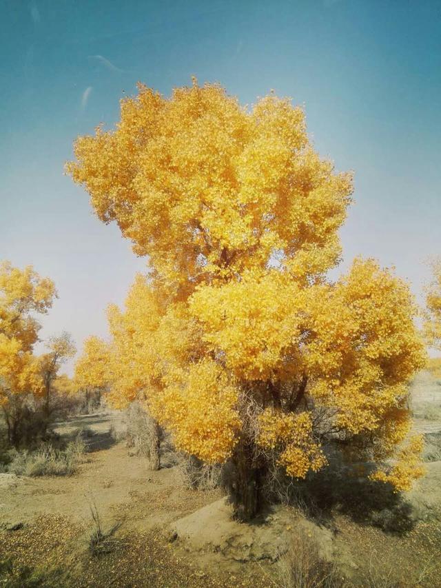 胡杨树的三千年