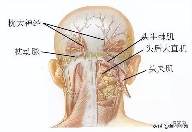 枕大神经体表定位 & 枕大神经痛的预防