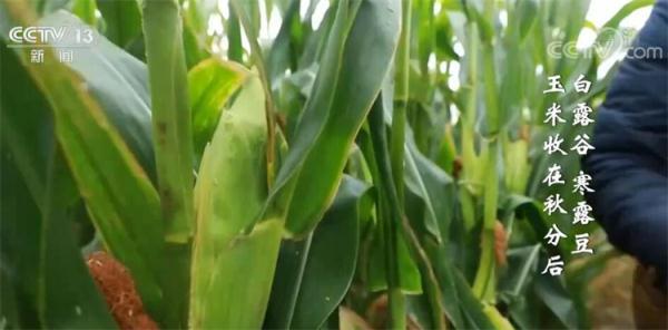丰收节里话丰收｜白露谷 寒露豆 玉米收在秋分后