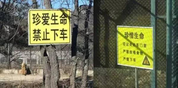 猛兽伤人悲剧频发：人与动物“做朋友”背后的矛盾