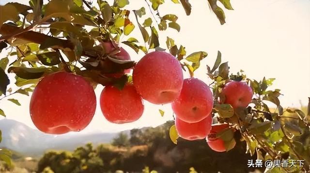 打药！黑心！太酸太难吃！苹果到底得罪了谁？