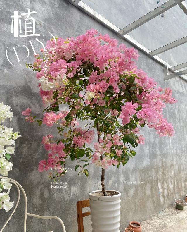 三角梅界的“劳斯莱斯”，一树多少花，连续开三季，养过的都夸！