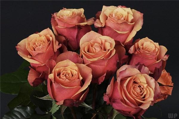 有一种爱有缘无分，有一种情思念终生！