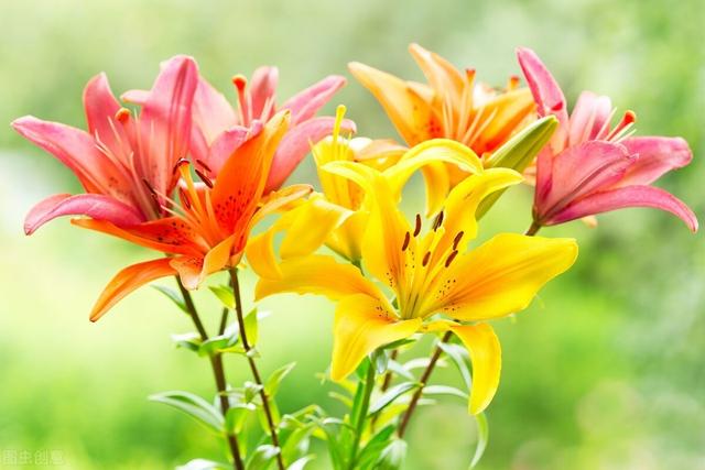 百合百合百年好合