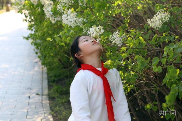 五月，丁香开满“丁香城”