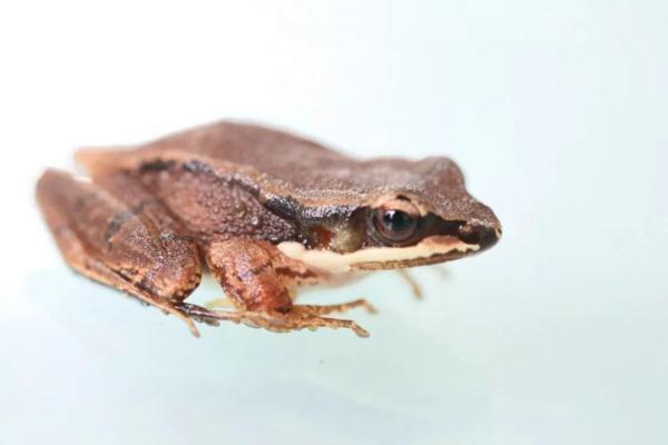 青蛙的外表鸟的嗓子，这个物种中国特有，你见过吗？