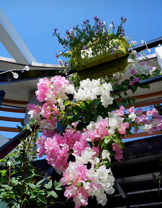 三角梅界的“劳斯莱斯”，一树多少花，连续开三季，养过的都夸！