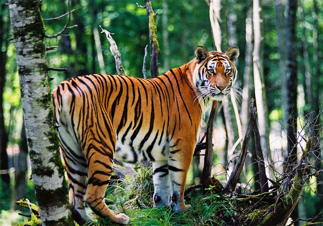 水浒传中，武松和林冲谁才是真英雄？你看毛主席是怎么点评他俩的