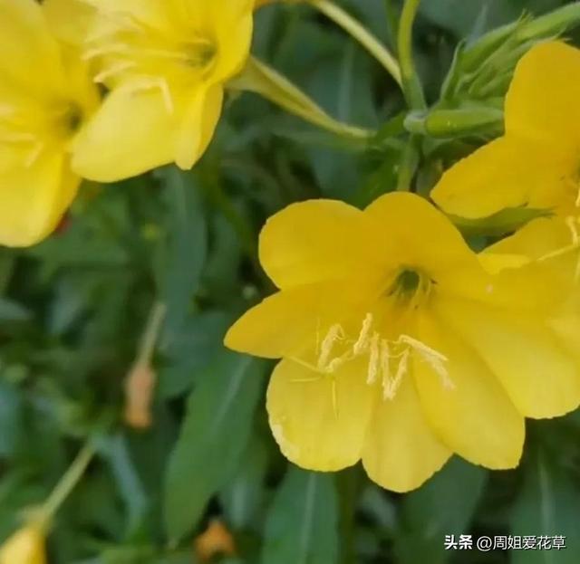 夜间开放的香花——夜来香