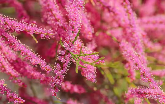 一缕夜色·满怀激情