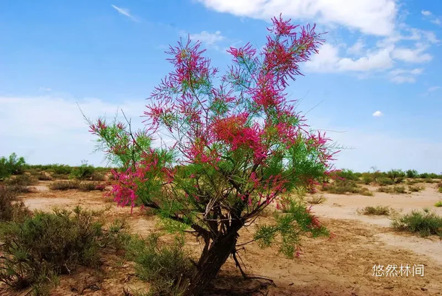 一缕夜色·满怀激情