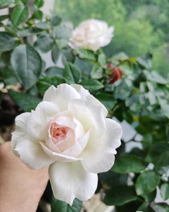 月季界的“仙女”—波莱罗，仙气十足，浓香四溢，高层阳台也能养