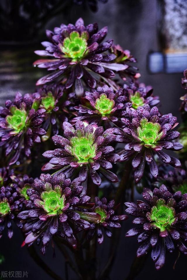 暗夜王者之多肉黑法师修炼养殖日记