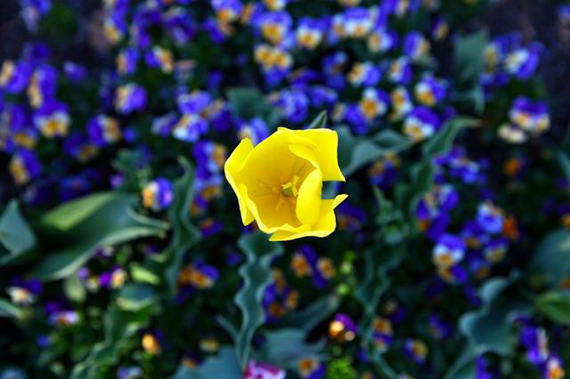 Floriade, 花都开好了