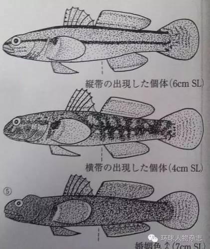 凤凰变麻雀，从公主到普通主妇，她舍弃地位换来想要的生活