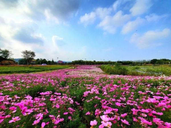 一到秋天，南京就美成了金陵！赏秋大幕已经拉开