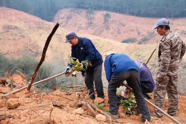 浦城：不误林时   “植”此青绿