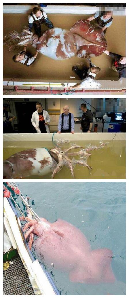 渔民抓获巨型罕见大大章鱼，解剖过程无人不感到奇怪