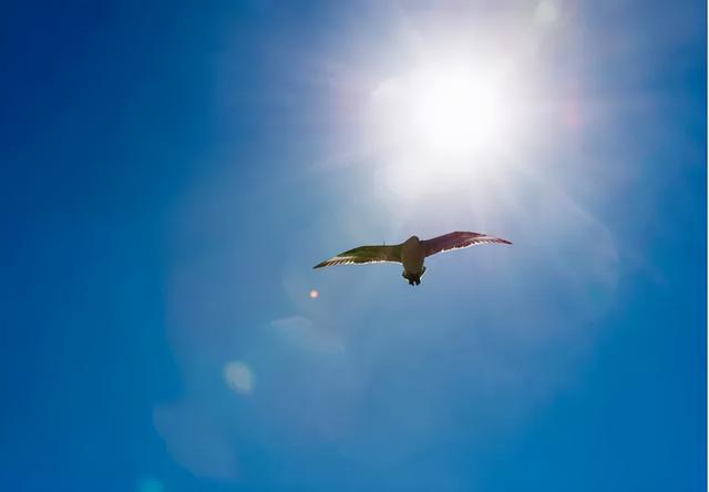 直击心灵的环保电影——《给我翅膀》