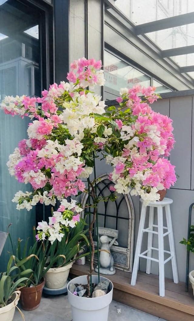 三角梅界的“劳斯莱斯”，一树多少花，连续开三季，养过的都夸！